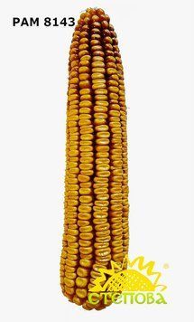 РАМ 8143
