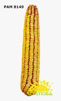 РАМ 8149